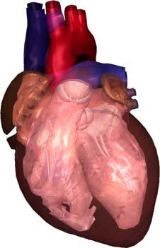 con un alto riesgo para: Patologías cardiovasculares Determinar los síntomas relacionados con: