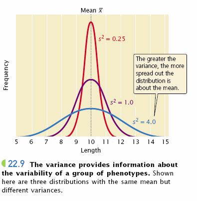 La extención (el ancho) de la curva normal (campana) determina una mayor variabilidad fenotípica. Osea, mientras más ancha, más tipos fenotípicos hay en esa población.