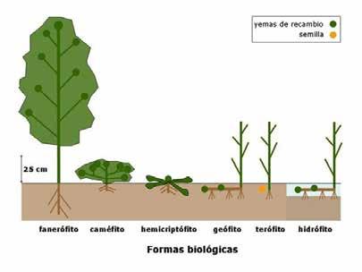 Hidrófitas: Plantas con las yemas