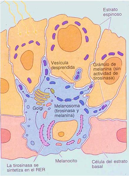 Granos de melanina(melanosomas) son transferidos a queratinocitos por secreciòn citocrina.