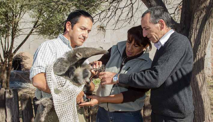 Juan Ramón Díaz Colodrero Rescate de una cría huérfana de oso hormiguero en Santiago del Estero.