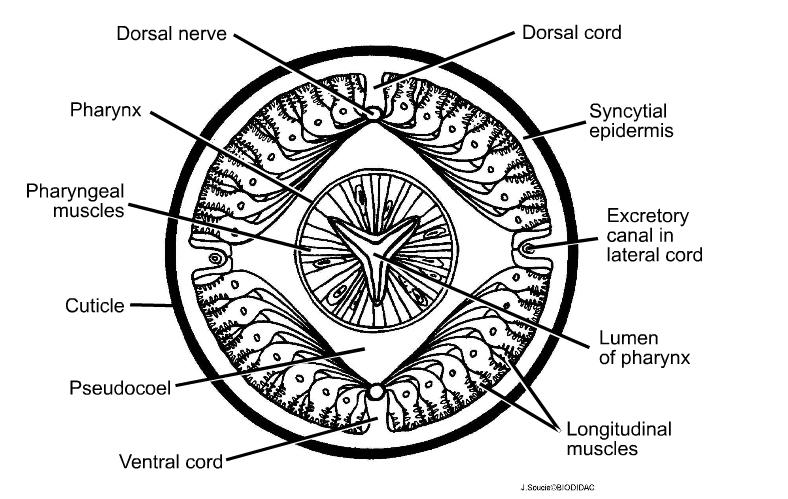 Pared del Cuerpo Cutícula externa, también en las porciones terminales del digestivo. (Carencia de cilios o flagelos).