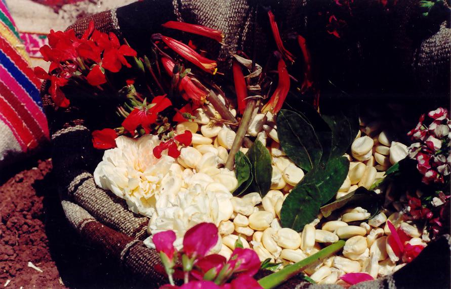 Las Semillas de maíz (Kawsay mama) antes de la siembra son adornadas con hojas de coca y flores, se