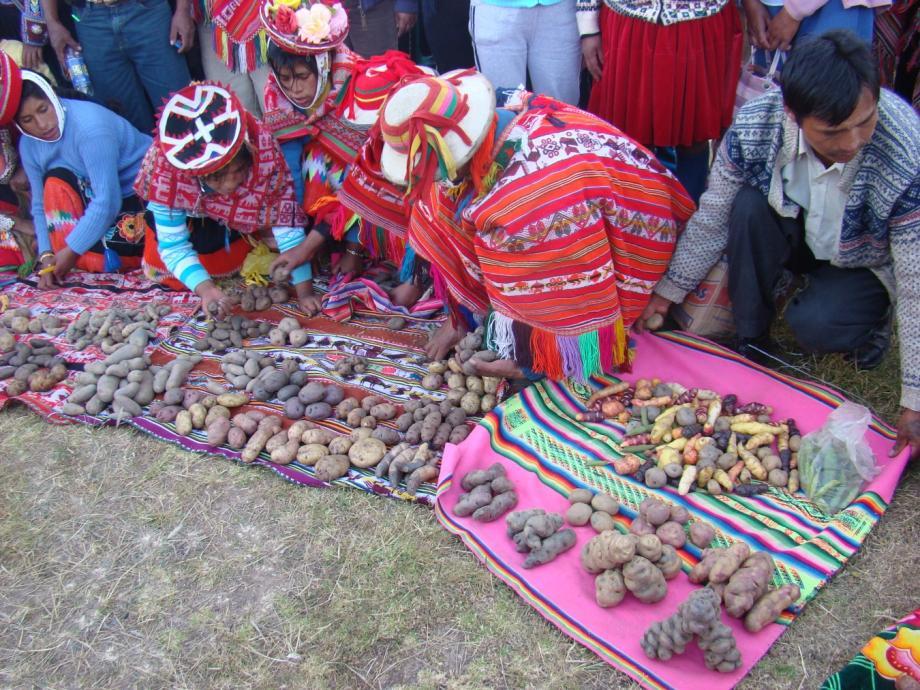 Campesinos y campesinas de la Comunidad de Patacancha (Ollantaytambo)