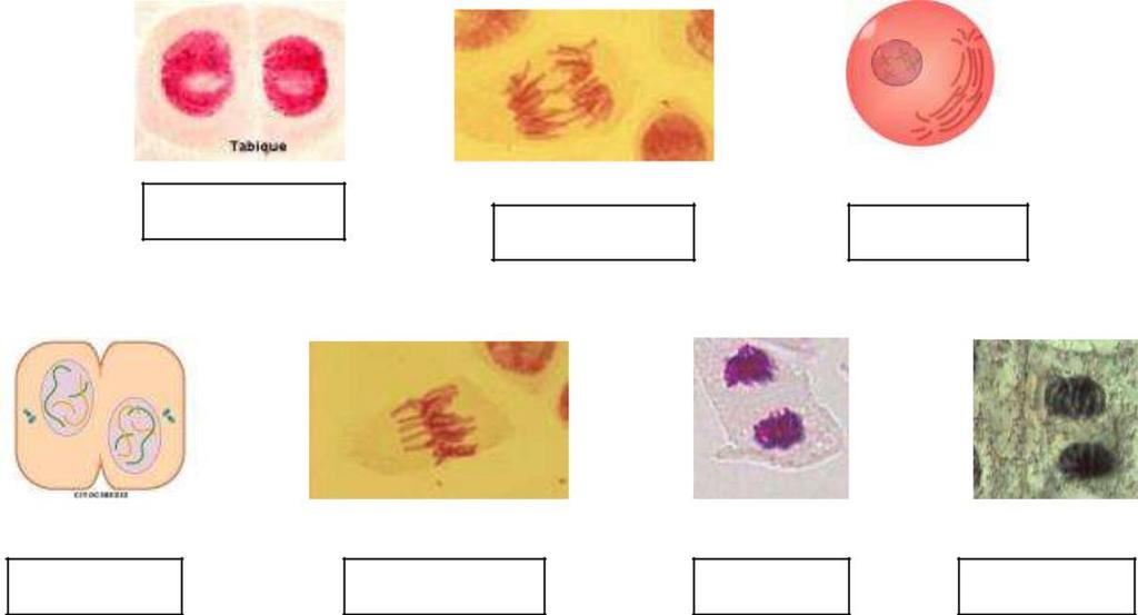 4. Qué diferencias existen entre la citoquinesis de una célula animal y de una célula vegetal? - 5.