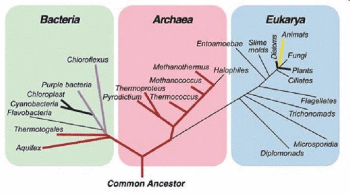 Diversidad de hábitats del dominio Archaea DP/PAU Las bacterias pertenecientes al dominio Archaea se caracterizan por vivir en ambientes extremos (bacterias extremófilas), donde las temperaturas son