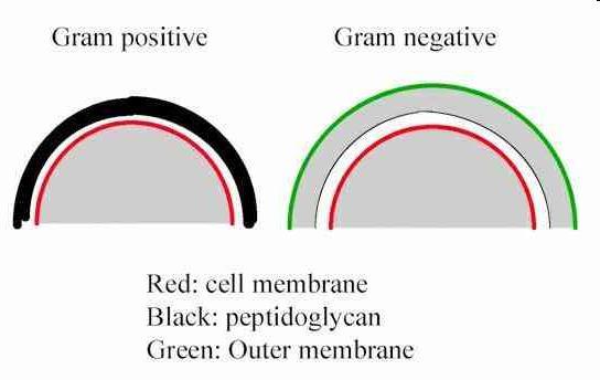 Estructura de la pared celular de las Eubacterias DP/PAU Las bacterias Gram - tienen una pared celular mucho más