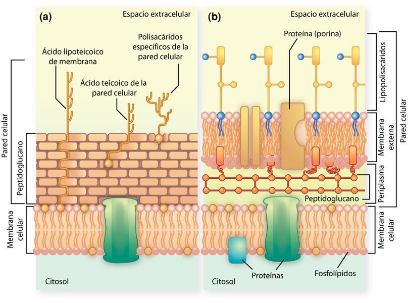Estructura de la pared celular de las Eubacterias DP/PAU Las bacterias Gram + tienen una pared celular formada únicamente por una gran cantidad de peptidoglucano.