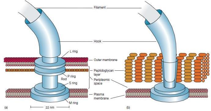 Características estructurales del dominio bacteria DP/PAU - Flagelos: Apéndice largos