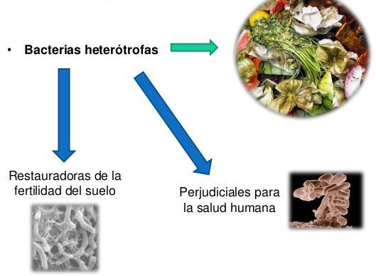 Organotrofas DP/PAU Las bacterias heterótrofas, se nutren a expensas de compuestos orgánicos elaborados por otros seres vivos, que descomponen mediante la digestión (hidrólisis) realizada por enzimas