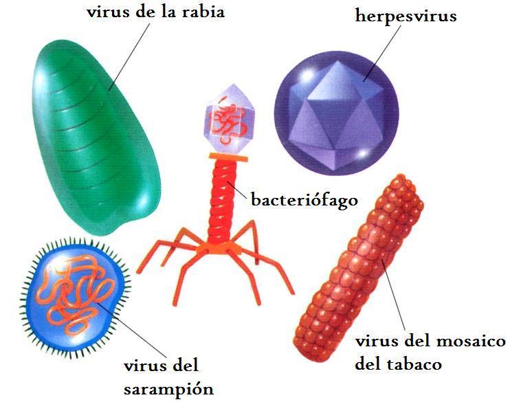 Diversidad estructural en los virus PAU - Aunque los viriones no tienen actividad metabólica, algunos poseen enzimas como polimerasas, transcriptasa inversa o lisozimas.