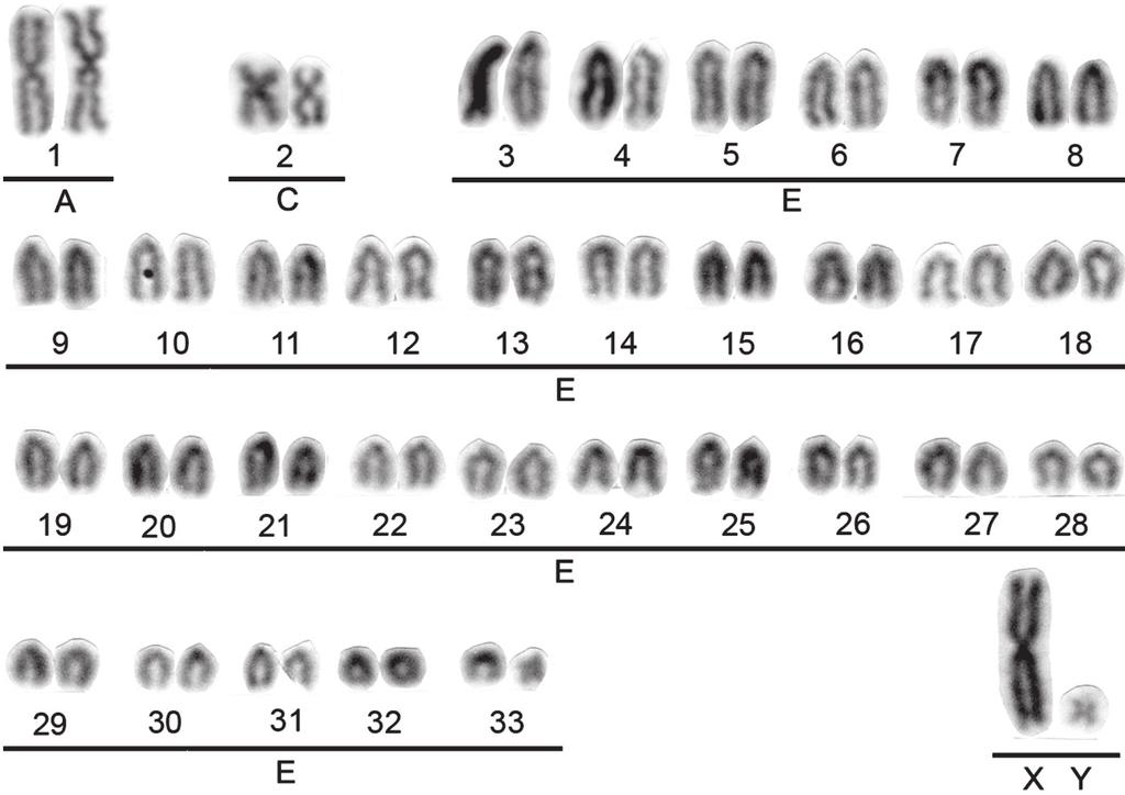 The X chromosome is the largest of the kar yotype and metacentric, while the Y is the smallest and also metacentric.