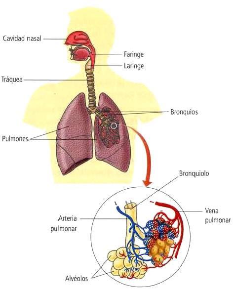 Órganos y estructuras por donde viaja el aire (gases) desde el INT al EXT del organismo y viceversa.