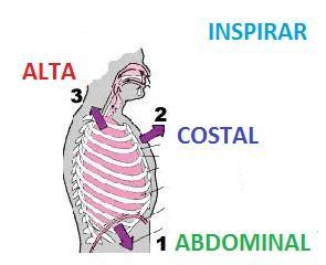 Tipos de respiración: 1. Respiración baja, abdominal o diafragmática 2.