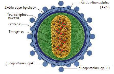 Estructura del virus 3 genes: Env: glicoproteinas Gag: proteinas