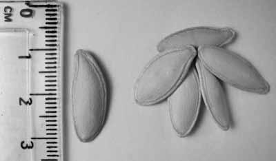 Otras impresiones de semillas que identificamos son de frijol (Phaseolus sp.) en el tepalcate TS 12 (véase Catálogo y figura 6a).