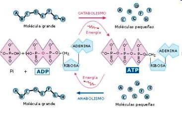 En les cèl lules la relació entre ATP/ADP és de 5:1 Els coenzims En el metabolisme intervenen coenzims.