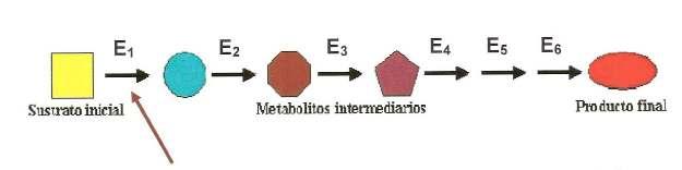 Regulació del metabolisme - Totes les reaccions del metabolisme estan regulades per enzims, que són específics per cada metabolit inicial o substrat i per cada tipus de