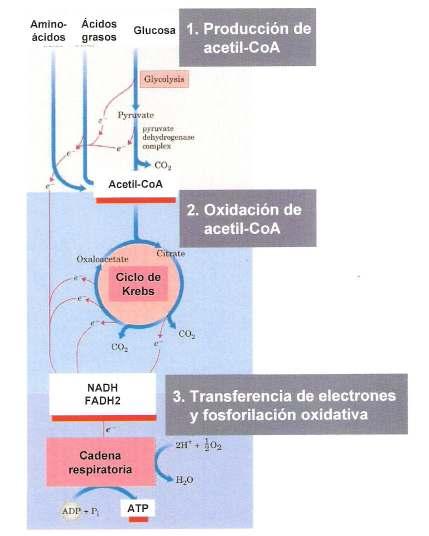 1.- Oxidació de nutrients. 2.