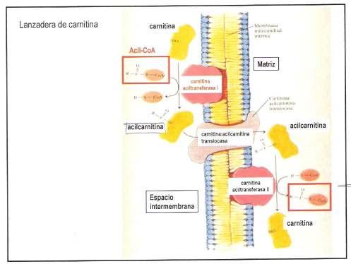 L oxidació dels àcids grassos Els àcids grassos obtinguts al citoplasma han d entrar a la mitocòndria Es produeix la β-oxidació que consisteix en l oxidació del carboni β mitjançant les següents