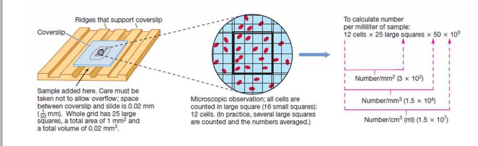 Técnicas para determinar abundancia de microorganismos Recuento de células totales Método directo (Cámara de Petroff Hausser) Forma de calcular el número de células por ml de muestra 12 células x 25