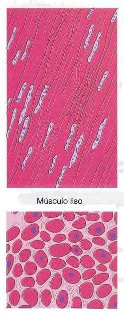 Tejido muscular liso Las células no presentan estrías transversales al MO La contracción del músculo liso está mediado por el sistema nervioso autónomo, es