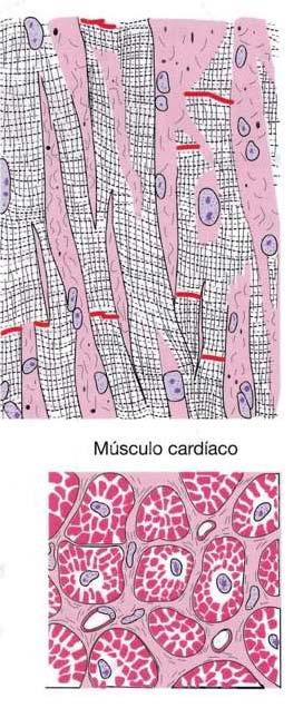 Tejido muscular estriado El músculo estriado cardiaco presenta contracción involuntaria, rítmica y espontánea. Se localiza en el corazón.
