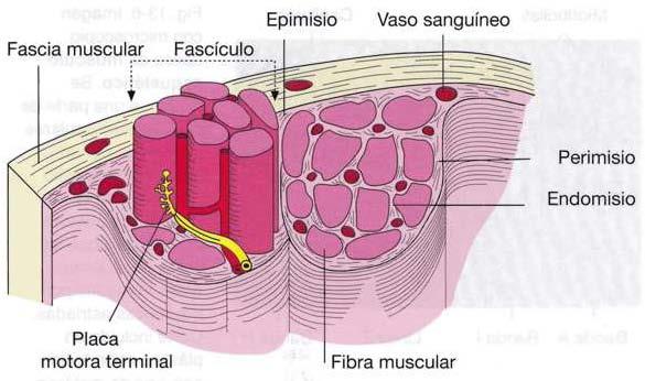 Tejido muscular estriado Músculo estriado esquelético Un músculo está rodeado por una capa de tejido conectivo, el epimisio, más o menos entretejido con la fascia muscular circundante.
