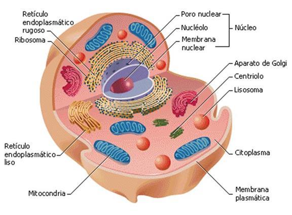 ESTRUCTURA DE LA CÉLULA La estructura básica de una célula consta de: MEMBRANA PLASMÁTICA: una membrana que la separa del medio externo y permite el