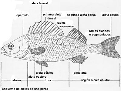 Tema 2: Características generales de los peces. La forma de los peces es un reflejo de su modo de vida, es muy variada, y pueden tener forma ahusada o fusiforme (trucha, bogas, cacho, barbo,.