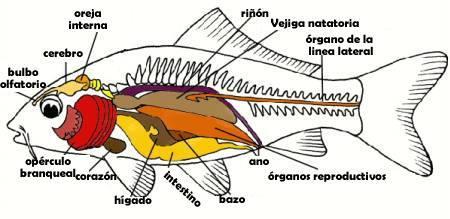 La piel de la mayoría de los peces está recubierta por escamas, su función es doble: por un lado facilitan el desplazamiento en el agua y por otro evitan la penetración de hongos, bacterias, etc.