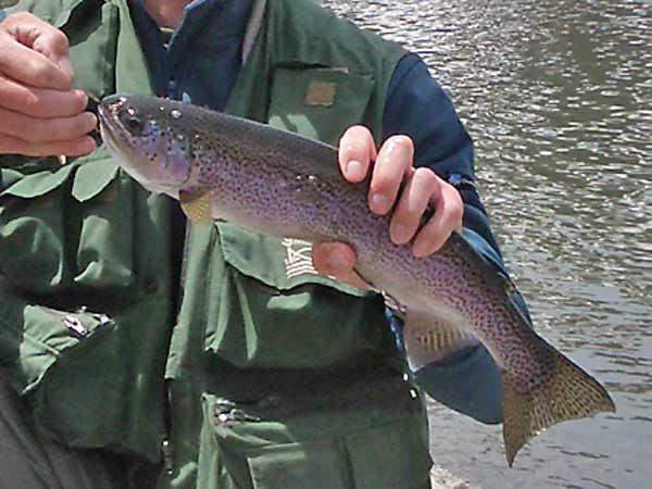 Especies pescables: Trucha común.- Vive en las cabeceras de los ríos o en lagos o embalses de alta montaña. Los adultos son muy territoriales.