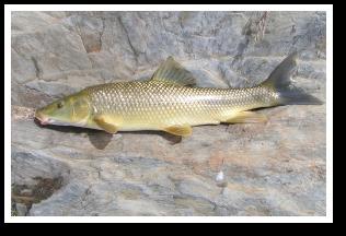 Barbo común o gitano.- Es probablemente la especie endémica pescable más frecuente en nuestras aguas.
