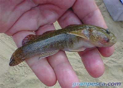 Especies no pescables: Gobio.- Es una especie exótica recientemente introducida en Andalucía. Mide entre 10-12 cm. con un máximo de 22.