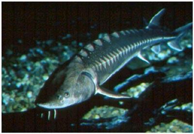 proferentemente en las desembocaduras y litorales marítimos. Especies amenazadas: Fartet.- Es un pez pequeño, normalmente de menos de 5-6 cm.
