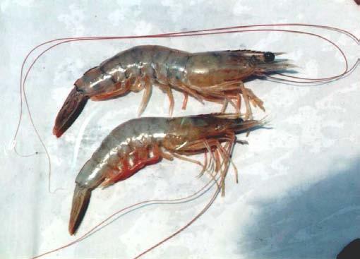 Las especies principales en los desembarques de la flota industrial de arrastre son el camarón rojo Farfantepenaeus notialis y el camarón blanco Litopenaeus schmitti, en menor proporción el camarón