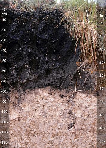 Por tanto, la turba se forma cuando la materia orgánica no se descompone del todo por las condiciones acidas y/o anaeróbicas en suelos anegados de