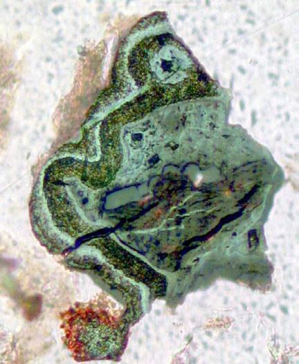 SCN-coloforme SCN -coloforme µm Figura 3: Imagen microscopia óptica, x Nic. // y composicional (EPMA-BEI) del bandeamiento coloforme del SCN en un grano en ripio.