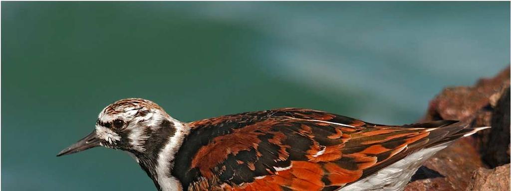 Por qué hacer un atlas de las aves playeras del Perú?
