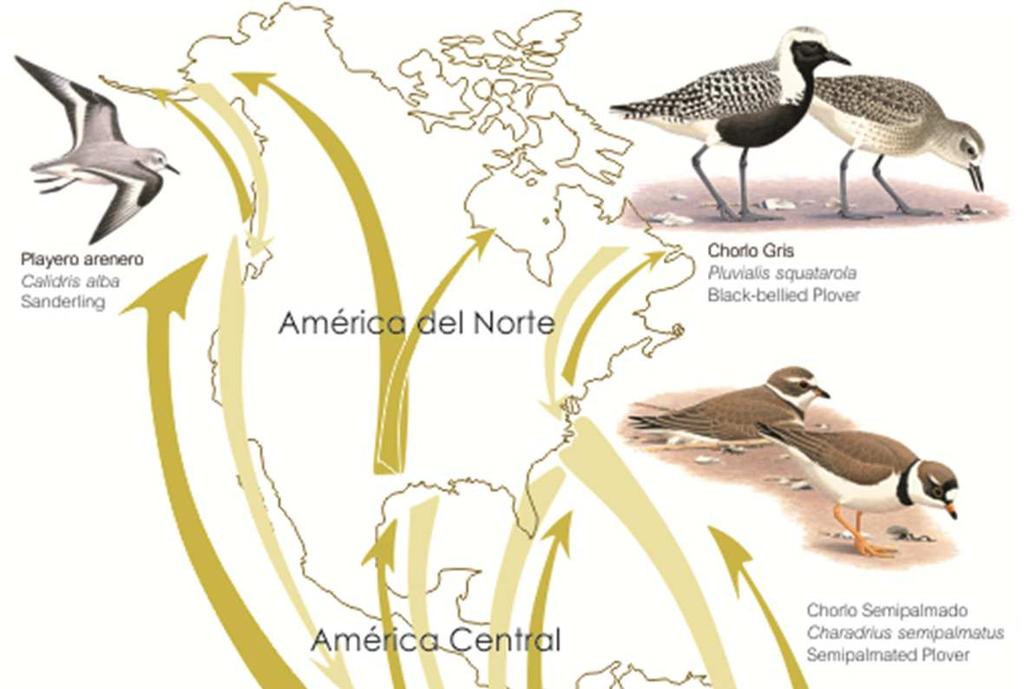 Porqué el Perú es un lugar importante para las aves playeras?
