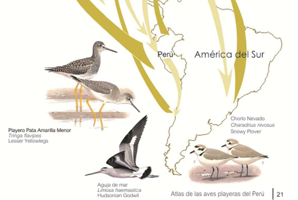 de estas aves en Sudamérica.
