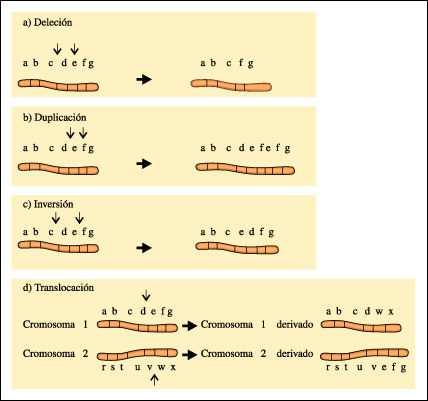 Por ejemplo, el síndrome de Down está caracterizado por una trisomíaen el par 21 (tres cromosomas del par 21) y el síndrome de Turner por una monosomíadel cromosoma X (el complemento sexual integrado