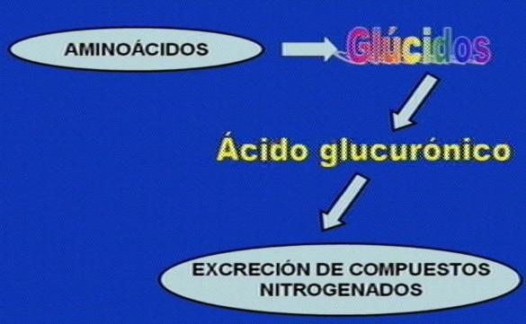 Succinil CoA a la formación de Porfirinas, el Acido αceto Glutárico a la formación de Glutámico y el Acido Málico y Oxalacético a la formación de Glucosa y Acido Aspartico respectivamente; hay