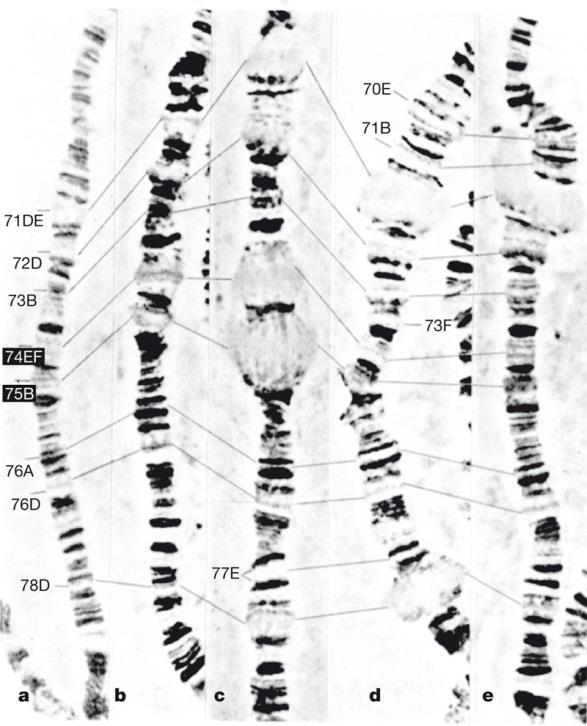 Cromosomas politénicos Patrón de puffing en cromosoma 3L de Drosophila durante el desarrollo larvario (estadío 3) Patrón particular de
