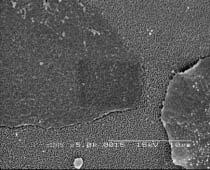 Imagen general de una zona de la córnea C22i y detalle a 5000X de dos células en proceso de exfoliación sin microproyecciones (señaladas con una flecha) Las desigualdades entre células son mayores