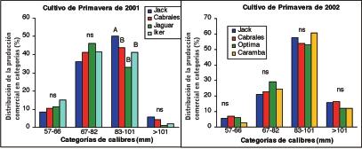 La producción total comercial acumulada para la variedad Jack fue de unos 12 kg m-2, mientras que en las variedades Cabrales, Jaguar e Iker fueron de 10.8, 10.7 y 10.3 kg m-2 respectivamente.