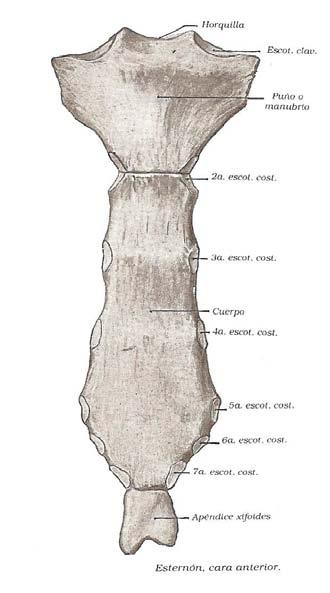 Esternón: es un solo hueso plano, alargado, ubicado en la parte media anterior de la caja torácica. Al mismo se articulan las costillas y la clavícula.