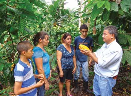 A través de 40 extensionistas el Proyecto proporciona servicios s de asistencia técnica a 3,103 familias, de las cuales 2,502 han establecido 2,251 ha nuevas de cacao en sistemas agroforestales y 601