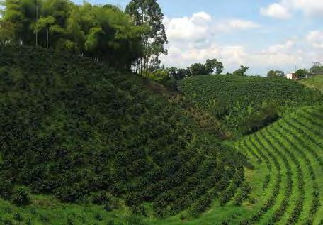 PLANTACIONES EN CURVAS A NIVEL El establecimiento o plantación consiste en sembrar el café en contorno (hileras) siguiendo el nivel