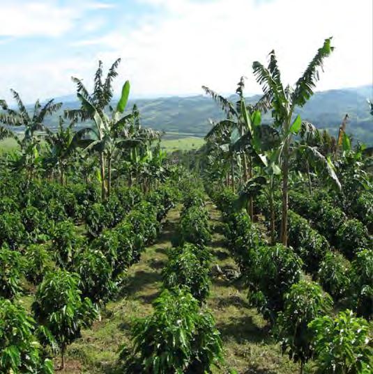 ESTABLECIMIENTO DE SOMBRA TEMPORAL Y PERMANENTE La sombra temporal favorece el desarrollo de las plantas de café, mantiene la humedad y brinda protección a la planta.